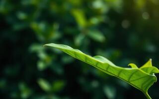 Close-up view of a vibrant green leaf in a lush garden with blurred background photo