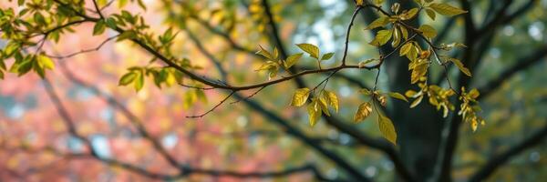 Bright green leaves shimmer in the gentle autumn light among vibrant trees in a peaceful natural setting photo