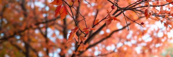 Bright autumn leaves create a vibrant canopy of color in a tranquil park during late afternoon sunlight photo