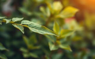 Delicate green leaves glistening in warm sunlight showcase the beauty of nature in a serene garden setting photo