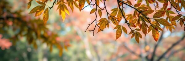 Beautiful autumn leaves in a park showcasing vibrant orange and yellow hues during the scenic fall season photo
