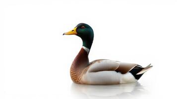 Mallard duck resting on a reflective surface in bright light during daytime photo