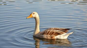 Graceful goose gliding across calm water at midday in a serene lakeside setting photo