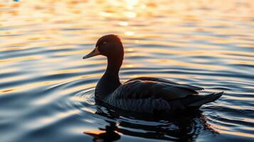 Duck gliding calmly across serene water during a vibrant sunset over a tranquil lake photo