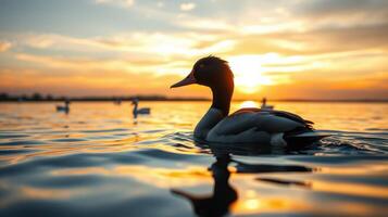 Sunset over water featuring a duck swimming peacefully in the foreground photo
