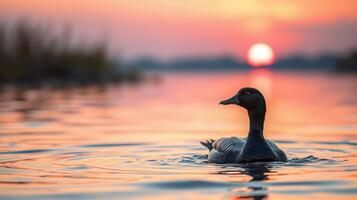 Duck swimming on a serene lake at sunset with vibrant colors reflecting on the water surface photo