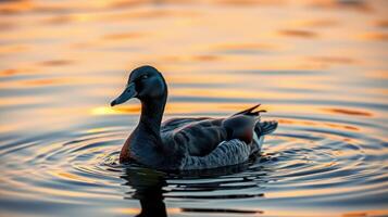 Duck glides gracefully across the shimmering water at sunset, reflecting warm colors and gentle ripples photo