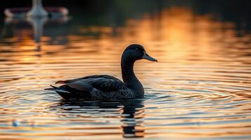 Black duck swimming in calm water during sunset with golden reflections photo
