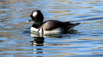 Beautiful male diving duck swims gracefully in calm waters during bright daylight photo