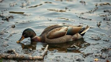 Duck swimming in murky water among debris at a quiet wetlands area during the afternoon hours photo