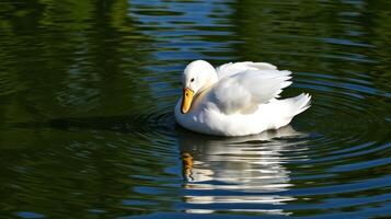 White duck swimming gracefully in a calm lake during sunny daylight hours photo