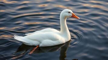 White duck swimming gracefully in calm waters during sunset hours at a tranquil lakeside location photo