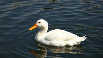 White duck swimming gracefully in a serene pond during a sunny afternoon photo