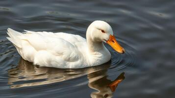White duck gliding peacefully on calm water at a serene lake during midday photo