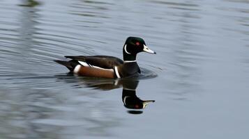Harlequin duck swimming calmly in serene waters at dawn, showcasing vibrant colors and graceful movements photo