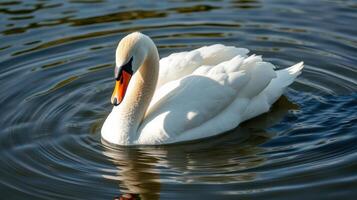 Elegant swan gliding across a tranquil lake at midday under clear skies photo