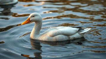White duck swims gracefully in calm waters during golden hour at a serene lake photo