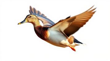 Duck soaring through the air with outstretched wings in a clear blue sky during daylight hours photo