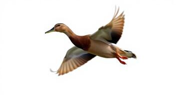 Duck gliding gracefully in the sky during a sunny day photo