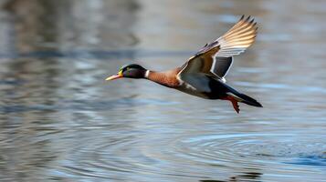 Bird in flight over a serene lake during a clear day in early spring photo