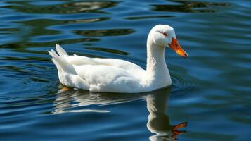 White duck swims gracefully on a serene lake reflecting clear blue skies in a tranquil setting photo