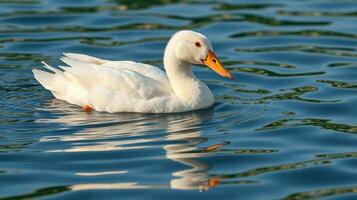 White duck swims gracefully on calm blue water during sunny day in serene natural setting photo