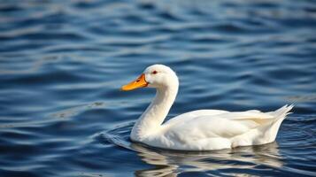 White duck swimming gracefully on a calm blue lake during a sunny day photo