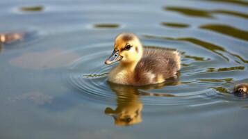 Baby duckling swims gracefully in a calm pond surrounded by rippling water during a sunny day photo