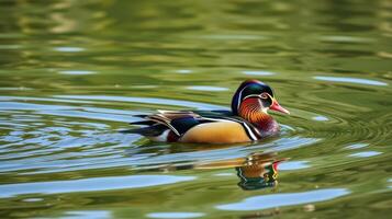 Colorful mandarin duck gliding across serene green waters during a sunny day photo