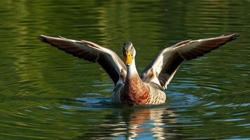 Duck spreading its wings in a serene pond surrounded by lush greenery during a sunny day photo