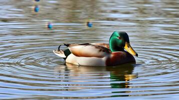 Colorful mallard duck swimming gracefully in a tranquil pond surrounded by ripples photo