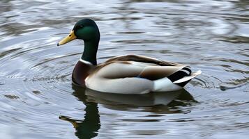 Mallard duck gliding across calm water surface with gentle ripples during a tranquil afternoon photo