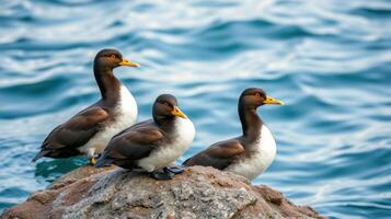 Three seabirds resting on a rocky shore beside calm blue water in the early morning light photo