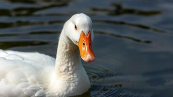 White duck swimming gracefully in calm water on a sunny day in the park photo