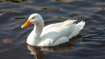 White duck swimming gracefully in a tranquil water setting during daylight hours photo