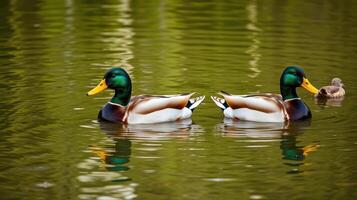 Ducks swimming gracefully in calm water on a sunny day in a local park photo