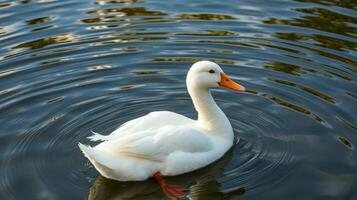 White duck swims gracefully in tranquil water creating circular ripples photo