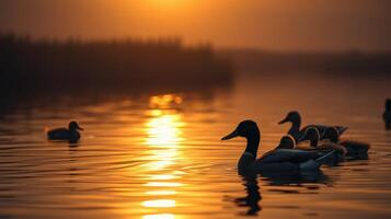 Ducks swim gracefully on a tranquil lake during sunset reflecting vibrant colors in the still water photo
