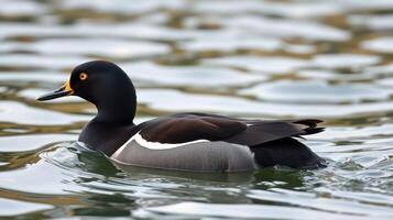 Black and white duck swimming gracefully in calm waters during late afternoon sunlight photo