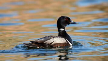 Male brant goose swimming serenely in a calm lake during early morning light photo