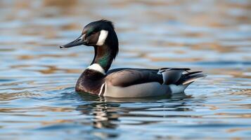 Male duck swims gracefully in a tranquil pond showcasing vibrant plumage during a sunny day photo
