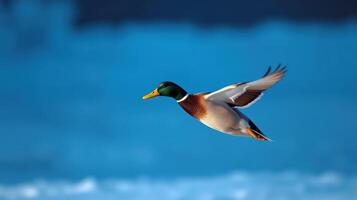 Mallard duck flying gracefully against a serene blue background in winter photo