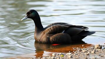Waterfowl swimming peacefully in a calm lake during the late afternoon hours photo