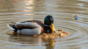 Duck foraging in a calm pond during the afternoon sun photo