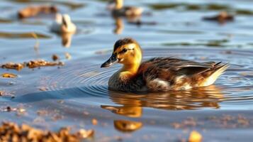 Duck swims gracefully in calm water surrounded by soft reflections and gentle ripples during a sunny afternoon photo