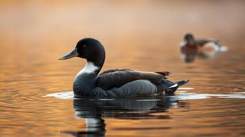 Bufflehead duck gracefully swimming in tranquil water during sunset at a serene lake photo