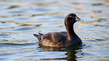 Black duck swimming gracefully in calm water during golden hour photo