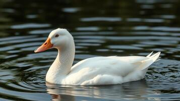 White duck swimming gracefully in a serene pond during the early morning light photo