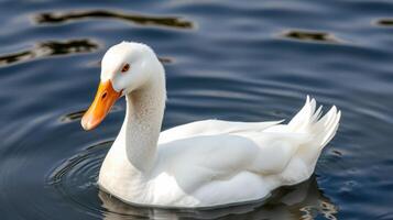 White duck swimming gracefully in calm waters of a tranquil pond during a sunny day photo