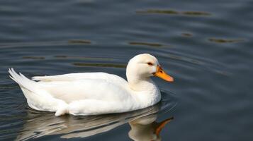 White duck swimming calmly in a serene body of water during daylight hours photo